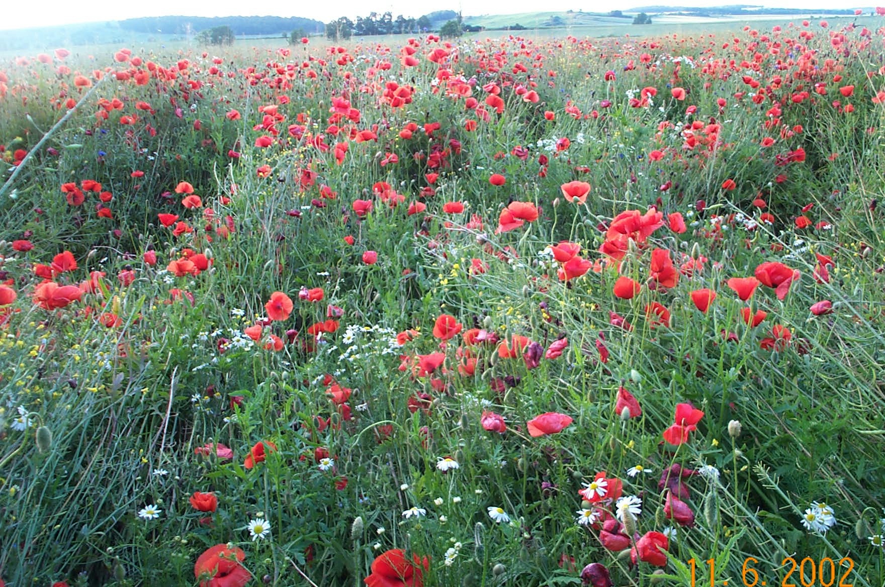 Wildrich Weltreise Im Frühsommer sehe ich viele solcher wilden Blumenwiesen in Polen