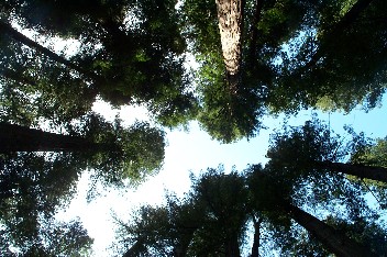 Wildrich Weltreise Redwood Nationalpark California