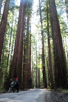 Wildrich Weltreise Redwood Nationalpark